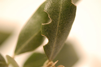 Otiorhynque sur feuille d'olivier